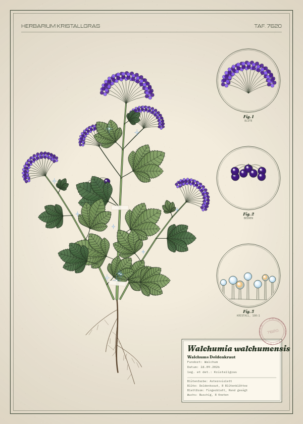 Botanische Tafel: Walchumia walchumensis, eine erfundene Pflanze aus Walchum, gezeichnet wie in einem alten Pflanzenatlas