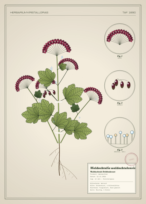 Botanische Tafel: Waldachtalia waldachtalensis, eine erfundene Pflanze aus Waldachtal, gezeichnet wie in einem alten Pflanzenatlas