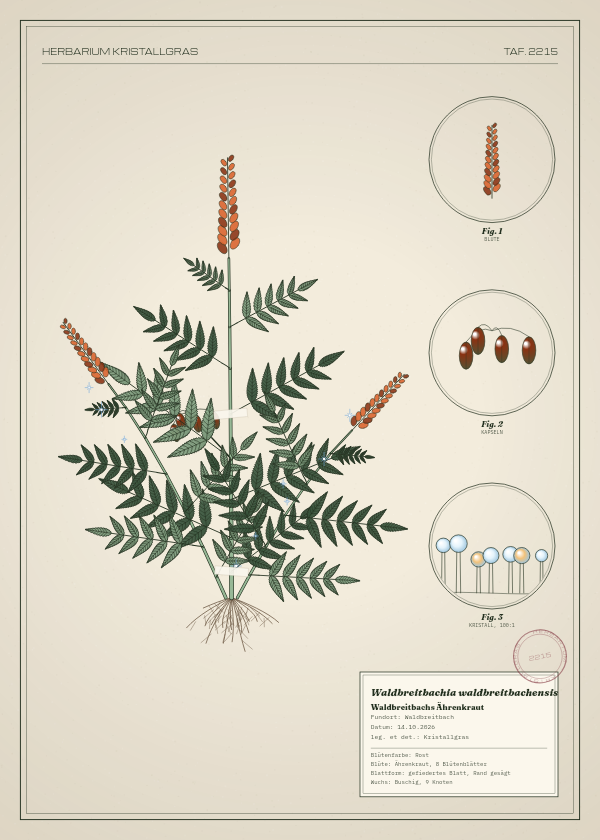 Botanische Tafel: Waldbreitbachia waldbreitbachensis, eine erfundene Pflanze aus Waldbreitbach, gezeichnet wie in einem alten Pflanzenatlas