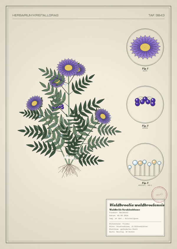 Botanische Tafel: Waldbroelia waldbroelensis, eine erfundene Pflanze aus Waldbröl, gezeichnet wie in einem alten Pflanzenatlas