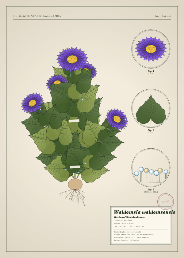 Botanische Tafel: Waldemsia waldemsensis, eine erfundene Pflanze aus Waldems, gezeichnet wie in einem alten Pflanzenatlas