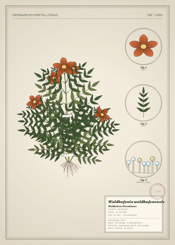 Botanische Tafel: Waldhufenia waldhufenensis, eine erfundene Pflanze aus Waldhufen, gezeichnet wie in einem alten Pflanzenatlas