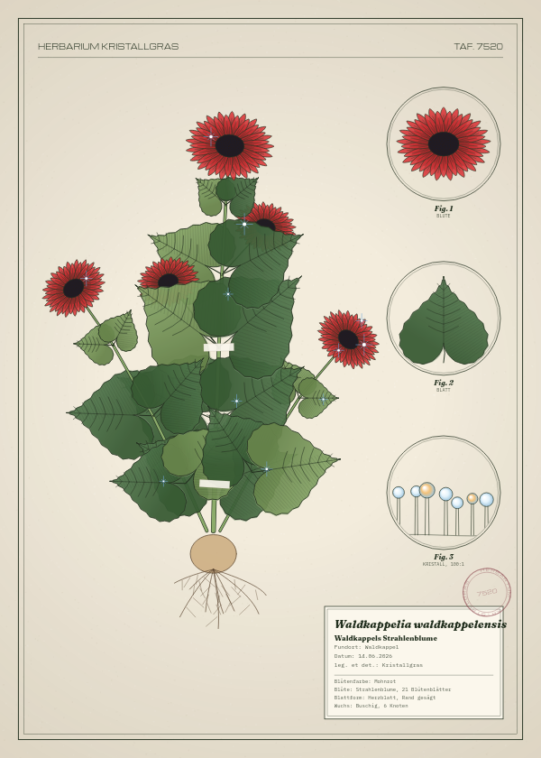 Botanische Tafel: Waldkappelia waldkappelensis, eine erfundene Pflanze aus Waldkappel, gezeichnet wie in einem alten Pflanzenatlas