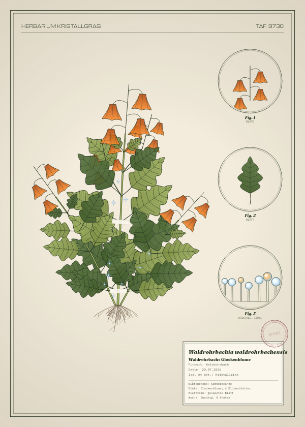 Botanische Tafel: Waldrohrbachia waldrohrbachensis, eine erfundene Pflanze aus Waldrohrbach, gezeichnet wie in einem alten Pflanzenatlas