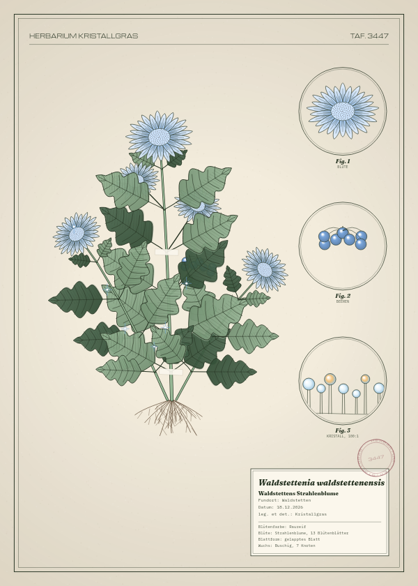 Botanische Tafel: Waldstettenia waldstettenensis, eine erfundene Pflanze aus Waldstetten, gezeichnet wie in einem alten Pflanzenatlas