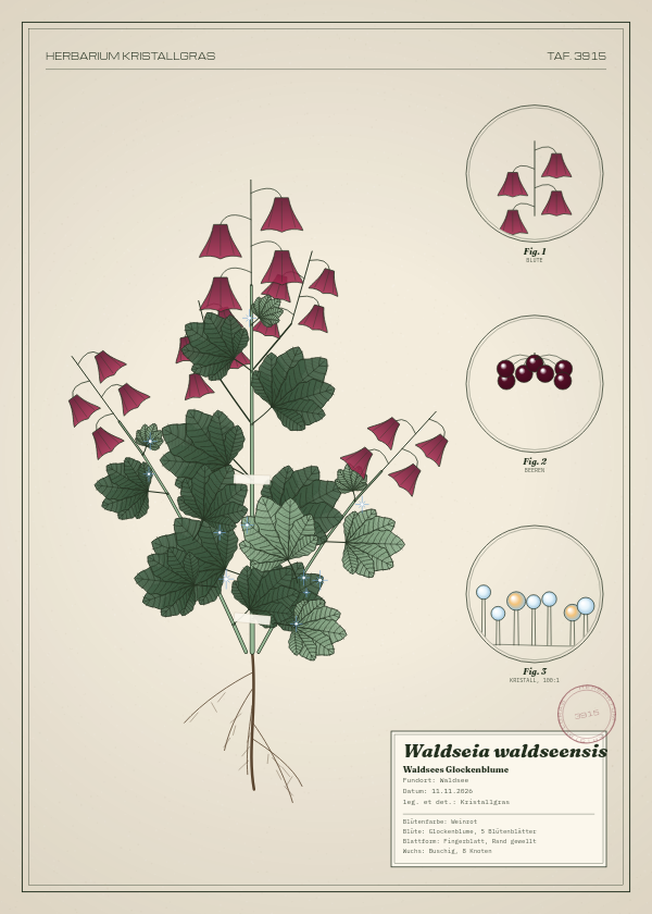 Botanische Tafel: Waldseia waldseensis, eine erfundene Pflanze aus Waldsee, gezeichnet wie in einem alten Pflanzenatlas