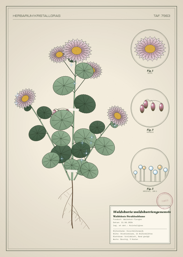 Botanische Tafel: Waldshutia waldshuttiengenensis, eine erfundene Pflanze aus Waldshut-Tiengen, gezeichnet wie in einem alten Pflanzenatlas