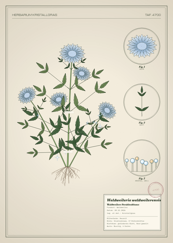 Botanische Tafel: Waldweileria waldweilerensis, eine erfundene Pflanze aus Waldweiler, gezeichnet wie in einem alten Pflanzenatlas