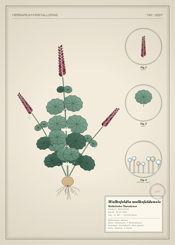 Botanische Tafel: Walksfeldia walksfeldensis, eine erfundene Pflanze aus Walksfelde, gezeichnet wie in einem alten Pflanzenatlas