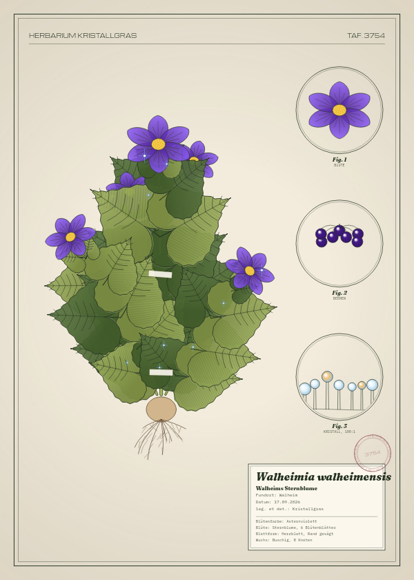 Botanische Tafel: Walheimia walheimensis, eine erfundene Pflanze aus Walheim, gezeichnet wie in einem alten Pflanzenatlas