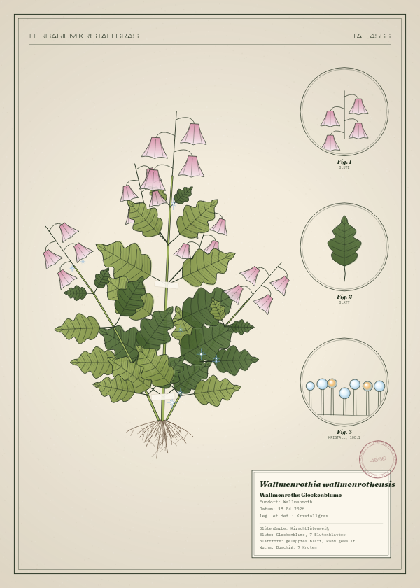 Botanische Tafel: Wallmenrothia wallmenrothensis, eine erfundene Pflanze aus Wallmenroth, gezeichnet wie in einem alten Pflanzenatlas