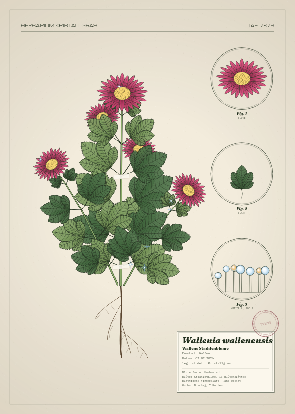 Botanische Tafel: Wallenia wallenensis, eine erfundene Pflanze aus Wallen, gezeichnet wie in einem alten Pflanzenatlas