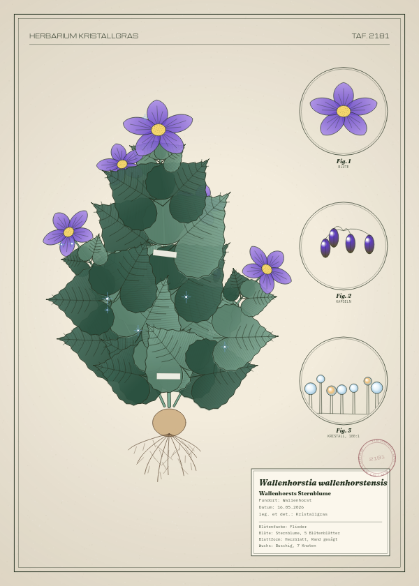 Botanische Tafel: Wallenhorstia wallenhorstensis, eine erfundene Pflanze aus Wallenhorst, gezeichnet wie in einem alten Pflanzenatlas