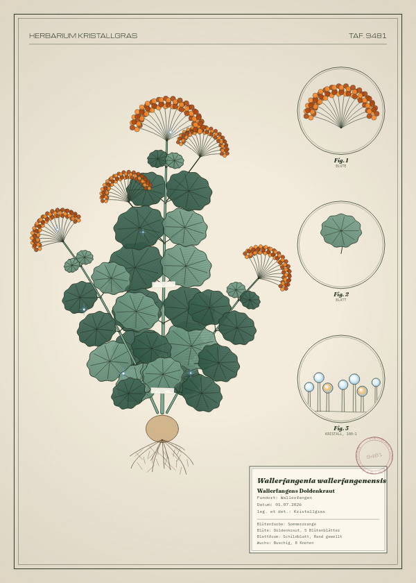 Botanische Tafel: Wallerfangenia wallerfangenensis, eine erfundene Pflanze aus Wallerfangen, gezeichnet wie in einem alten Pflanzenatlas