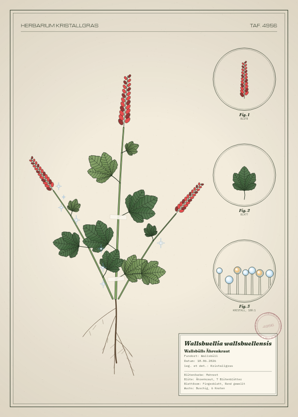 Botanische Tafel: Wallsbuellia wallsbuellensis, eine erfundene Pflanze aus Wallsbüll, gezeichnet wie in einem alten Pflanzenatlas