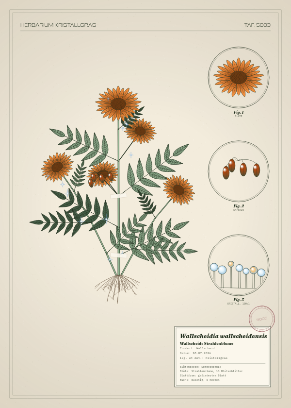 Botanische Tafel: Wallscheidia wallscheidensis, eine erfundene Pflanze aus Wallscheid, gezeichnet wie in einem alten Pflanzenatlas