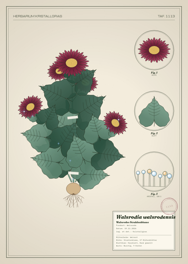 Botanische Tafel: Walsrodia walsrodensis, eine erfundene Pflanze aus Walsrode, gezeichnet wie in einem alten Pflanzenatlas
