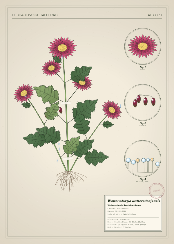 Botanische Tafel: Waltersdorfia waltersdorfensis, eine erfundene Pflanze aus Waltersdorf, gezeichnet wie in einem alten Pflanzenatlas