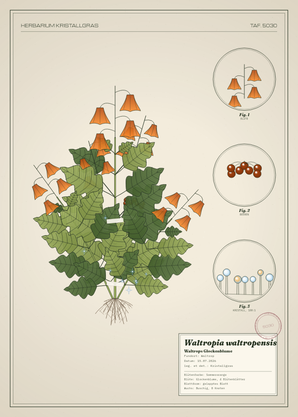 Botanische Tafel: Waltropia waltropensis, eine erfundene Pflanze aus Waltrop, gezeichnet wie in einem alten Pflanzenatlas