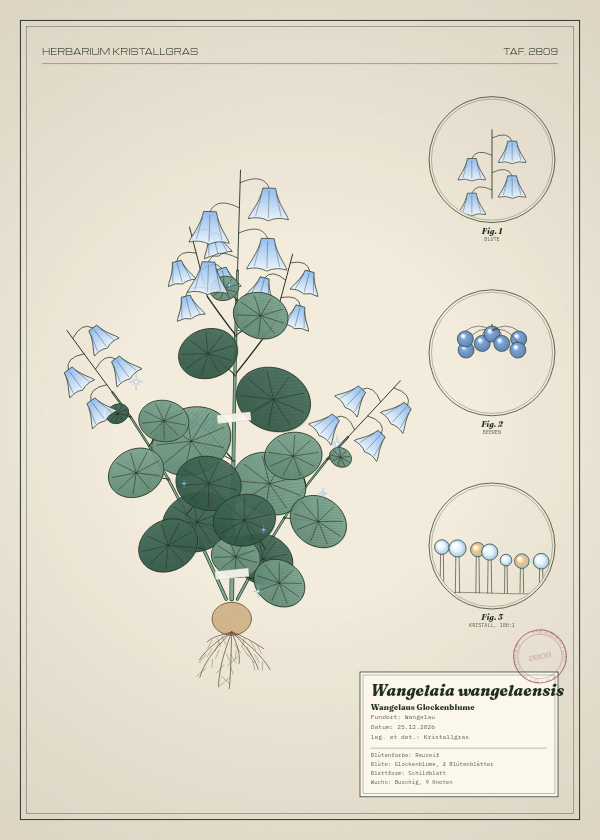 Botanische Tafel: Wangelaia wangelaensis, eine erfundene Pflanze aus Wangelau, gezeichnet wie in einem alten Pflanzenatlas