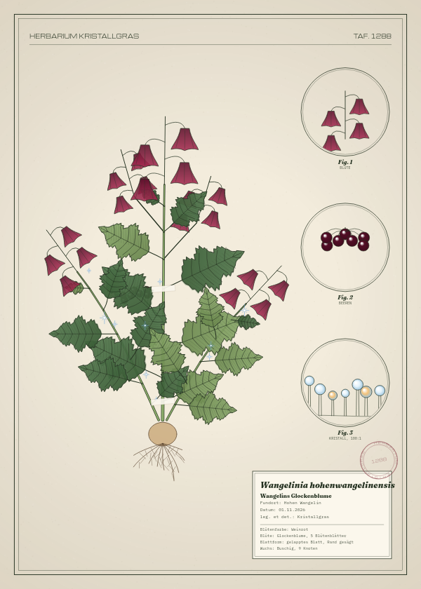 Botanische Tafel: Wangelinia hohenwangelinensis, eine erfundene Pflanze aus Hohen Wangelin, gezeichnet wie in einem alten Pflanzenatlas