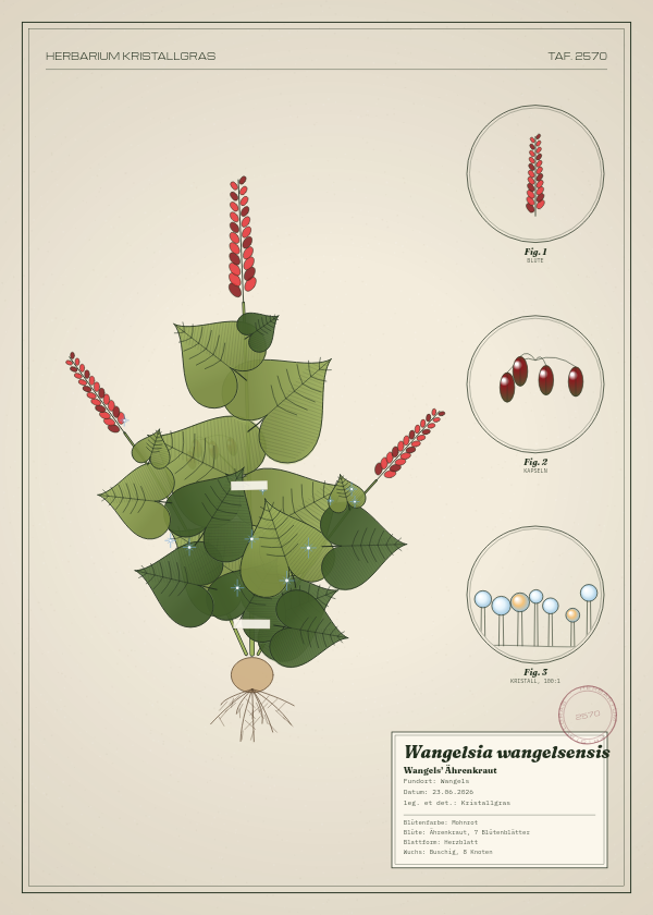 Botanische Tafel: Wangelsia wangelsensis, eine erfundene Pflanze aus Wangels, gezeichnet wie in einem alten Pflanzenatlas
