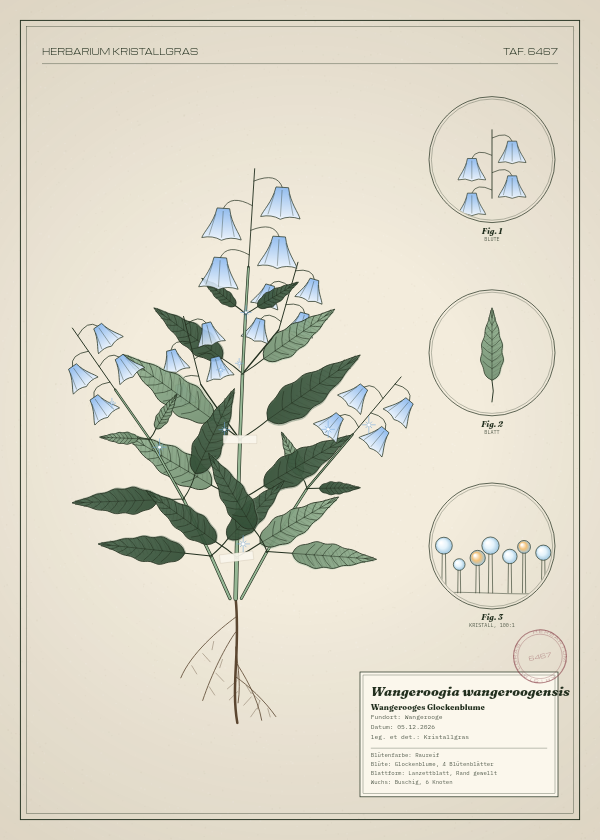 Botanische Tafel: Wangeroogia wangeroogensis, eine erfundene Pflanze aus Wangerooge, gezeichnet wie in einem alten Pflanzenatlas