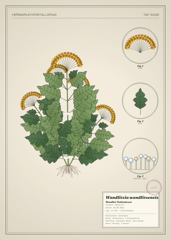 Botanische Tafel: Wandlitzia wandlitzensis, eine erfundene Pflanze aus Wandlitz, gezeichnet wie in einem alten Pflanzenatlas