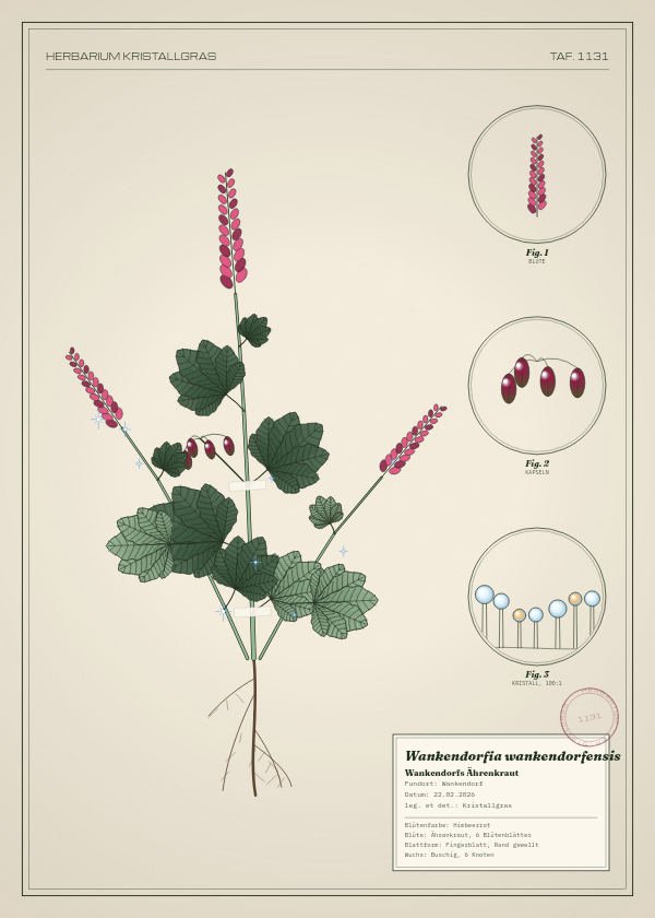 Botanische Tafel: Wankendorfia wankendorfensis, eine erfundene Pflanze aus Wankendorf, gezeichnet wie in einem alten Pflanzenatlas