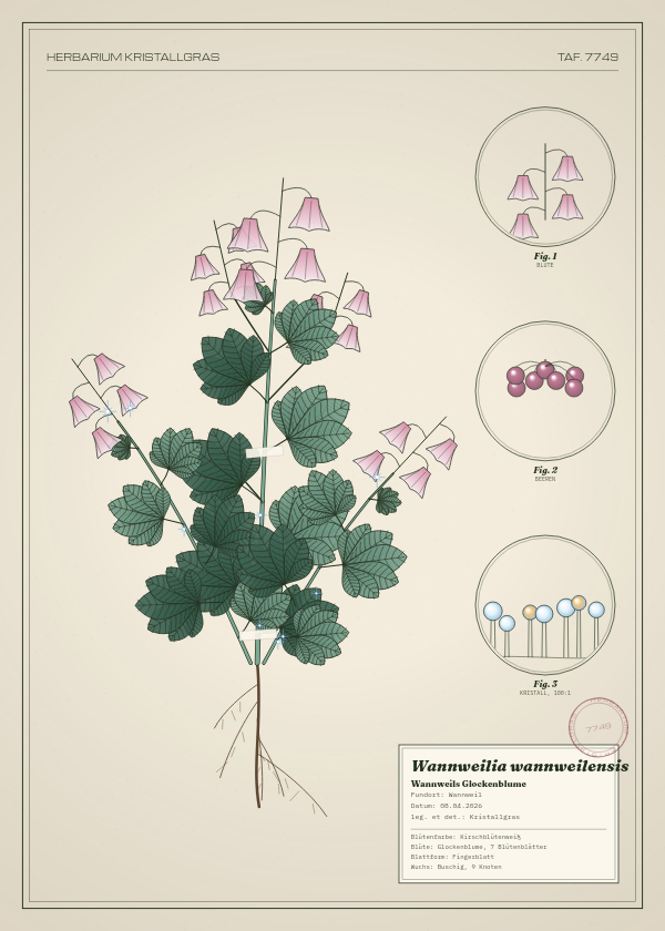 Botanische Tafel: Wannweilia wannweilensis, eine erfundene Pflanze aus Wannweil, gezeichnet wie in einem alten Pflanzenatlas