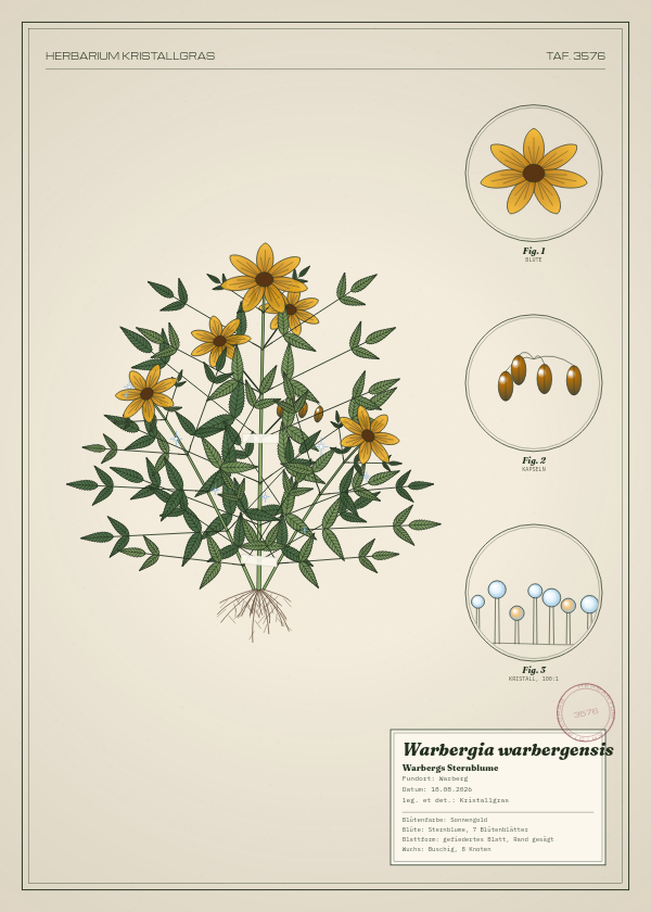 Botanische Tafel: Warbergia warbergensis, eine erfundene Pflanze aus Warberg, gezeichnet wie in einem alten Pflanzenatlas