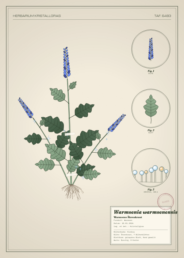 Botanische Tafel: Warmsenia warmsenensis, eine erfundene Pflanze aus Warmsen, gezeichnet wie in einem alten Pflanzenatlas