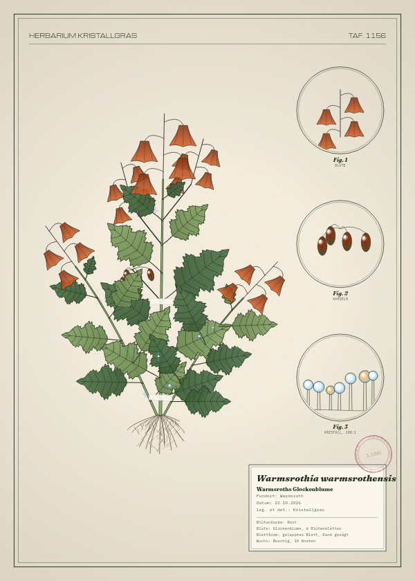 Botanische Tafel: Warmsrothia warmsrothensis, eine erfundene Pflanze aus Warmsroth, gezeichnet wie in einem alten Pflanzenatlas