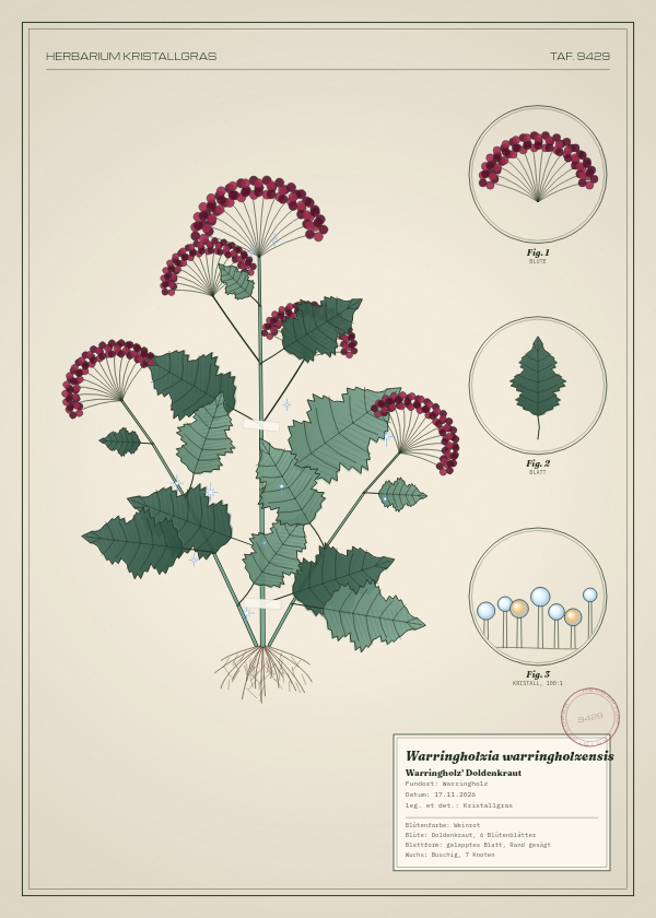 Botanische Tafel: Warringholzia warringholzensis, eine erfundene Pflanze aus Warringholz, gezeichnet wie in einem alten Pflanzenatlas