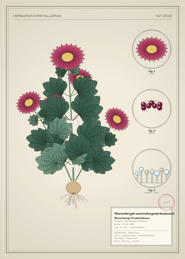 Botanische Tafel: Wartenbergia wartenbergrohrbachensis, eine erfundene Pflanze aus Wartenberg-Rohrbach, gezeichnet wie in einem alten Pflanzenatlas