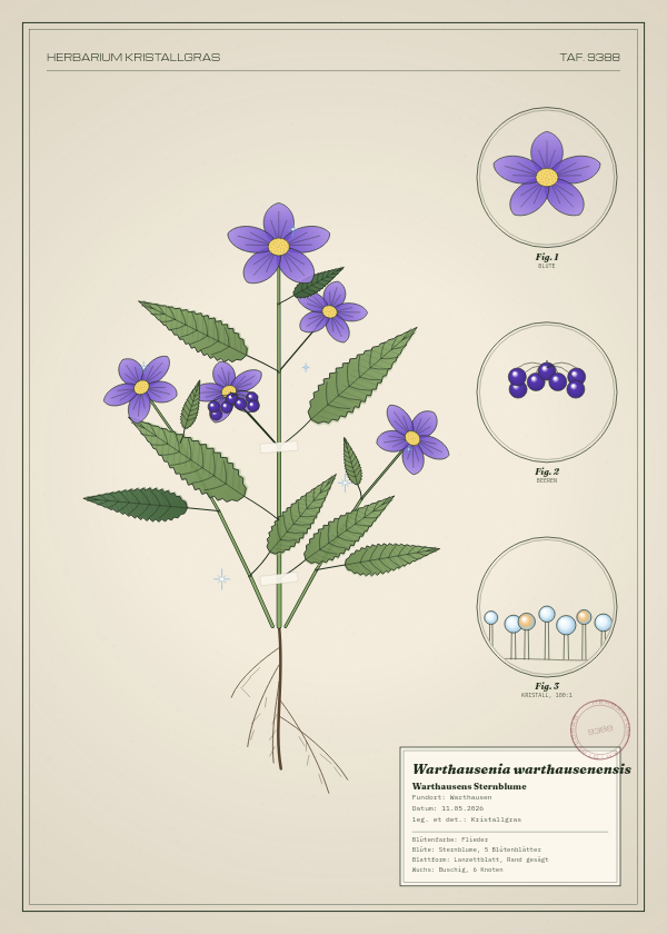 Botanische Tafel: Warthausenia warthausenensis, eine erfundene Pflanze aus Warthausen, gezeichnet wie in einem alten Pflanzenatlas