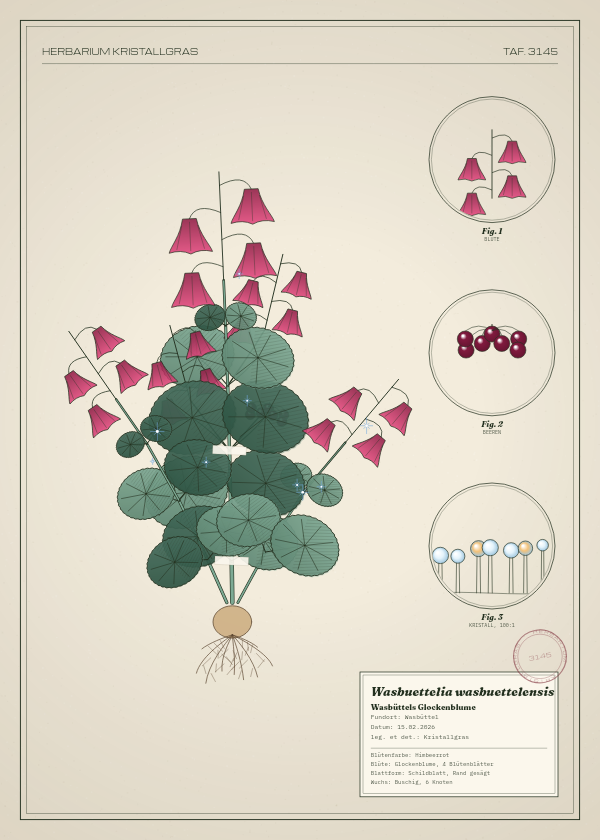 Botanische Tafel: Wasbuettelia wasbuettelensis, eine erfundene Pflanze aus Wasbüttel, gezeichnet wie in einem alten Pflanzenatlas