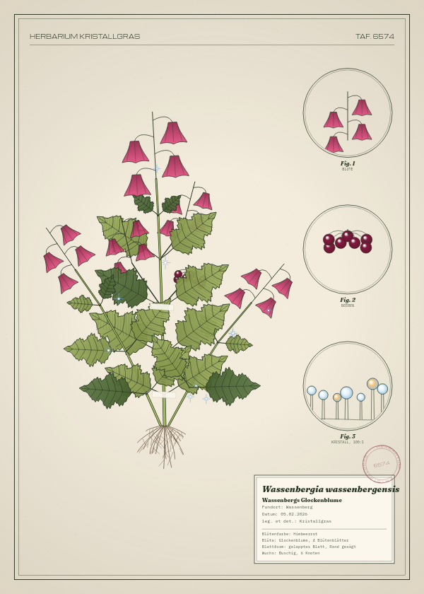Botanische Tafel: Wassenbergia wassenbergensis, eine erfundene Pflanze aus Wassenberg, gezeichnet wie in einem alten Pflanzenatlas