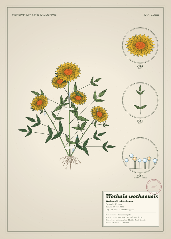 Botanische Tafel: Wethaia wethaensis, eine erfundene Pflanze aus Wethau, gezeichnet wie in einem alten Pflanzenatlas