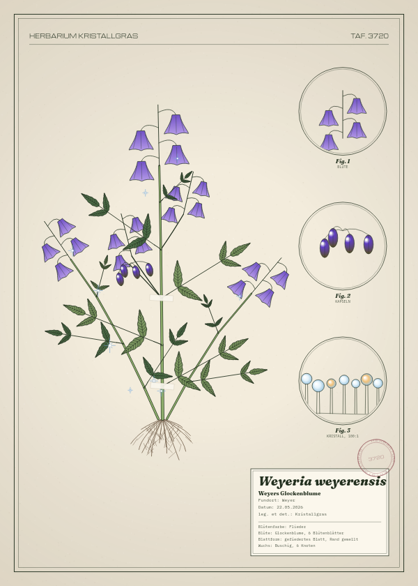 Botanische Tafel: Weyeria weyerensis, eine erfundene Pflanze aus Weyer, gezeichnet wie in einem alten Pflanzenatlas
