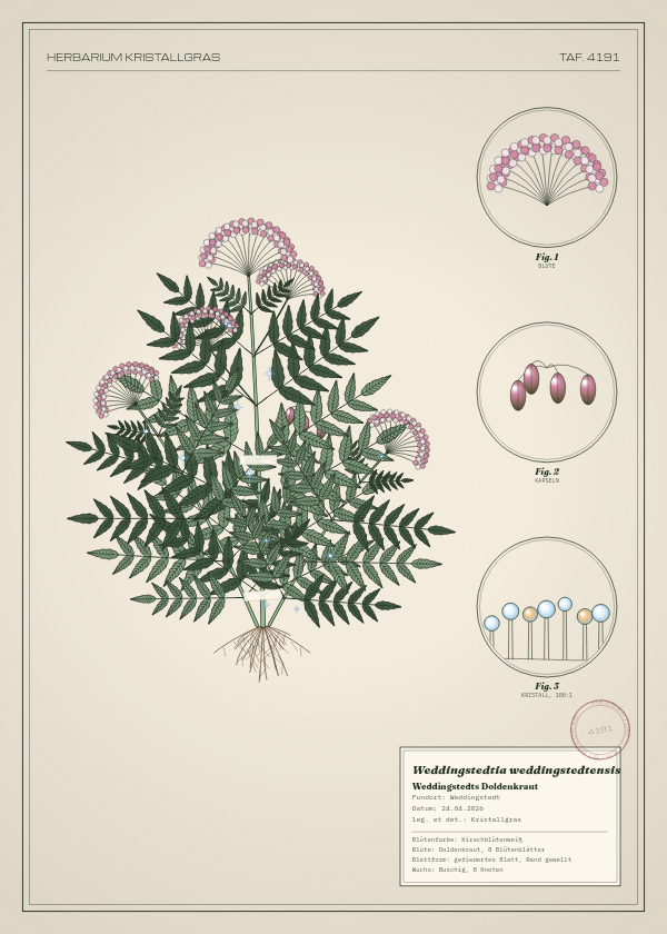 Botanische Tafel: Weddingstedtia weddingstedtensis, eine erfundene Pflanze aus Weddingstedt, gezeichnet wie in einem alten Pflanzenatlas