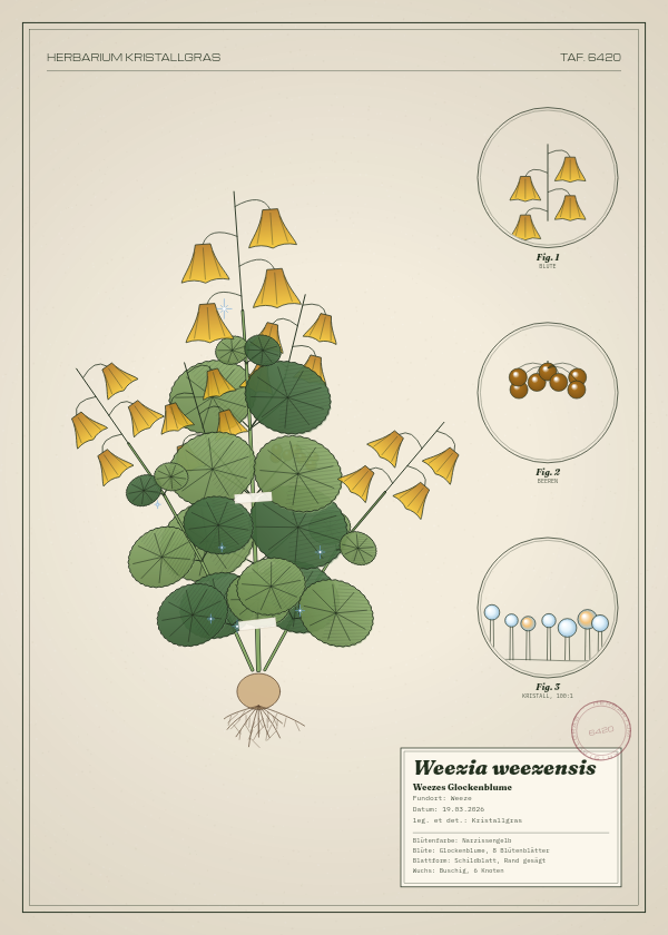 Botanische Tafel: Weezia weezensis, eine erfundene Pflanze aus Weeze, gezeichnet wie in einem alten Pflanzenatlas