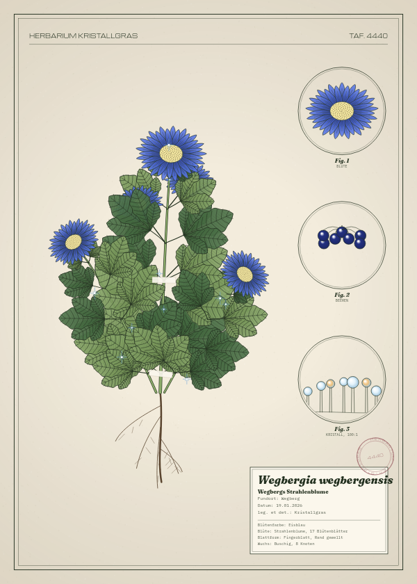 Botanische Tafel: Wegbergia wegbergensis, eine erfundene Pflanze aus Wegberg, gezeichnet wie in einem alten Pflanzenatlas