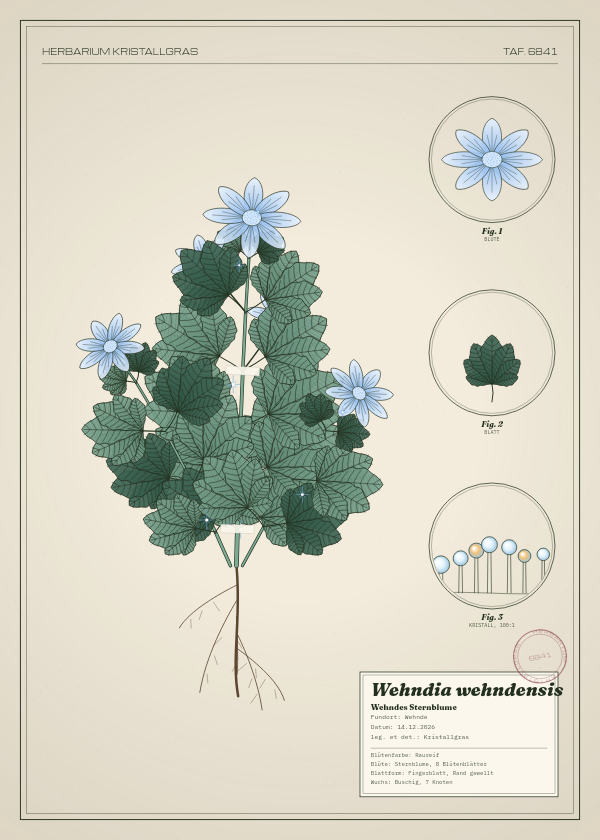 Botanische Tafel: Wehndia wehndensis, eine erfundene Pflanze aus Wehnde, gezeichnet wie in einem alten Pflanzenatlas