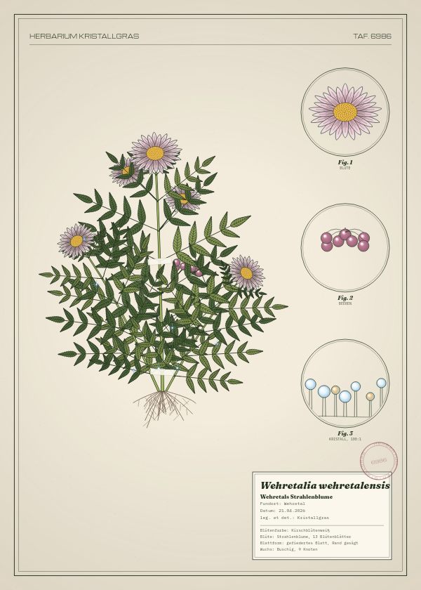 Botanische Tafel: Wehretalia wehretalensis, eine erfundene Pflanze aus Wehretal, gezeichnet wie in einem alten Pflanzenatlas