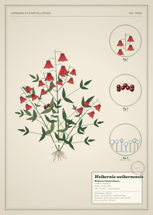 Botanische Tafel: Weibernia weibernensis, eine erfundene Pflanze aus Weibern, gezeichnet wie in einem alten Pflanzenatlas
