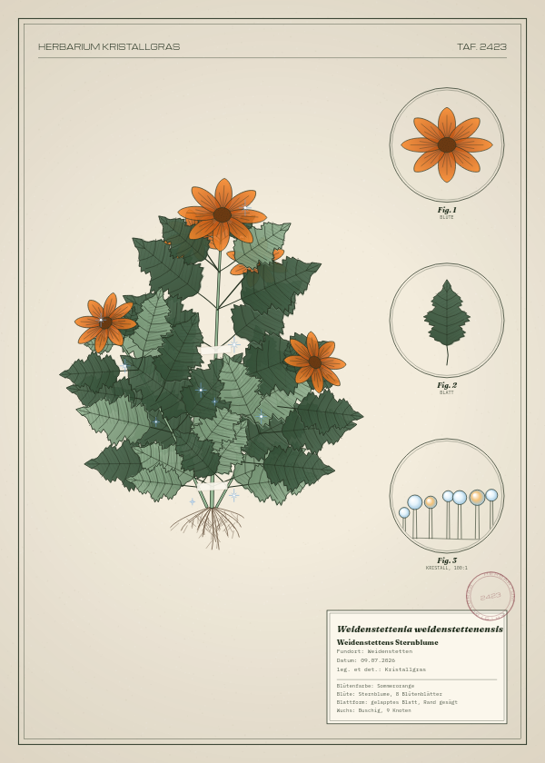 Botanische Tafel: Weidenstettenia weidenstettenensis, eine erfundene Pflanze aus Weidenstetten, gezeichnet wie in einem alten Pflanzenatlas