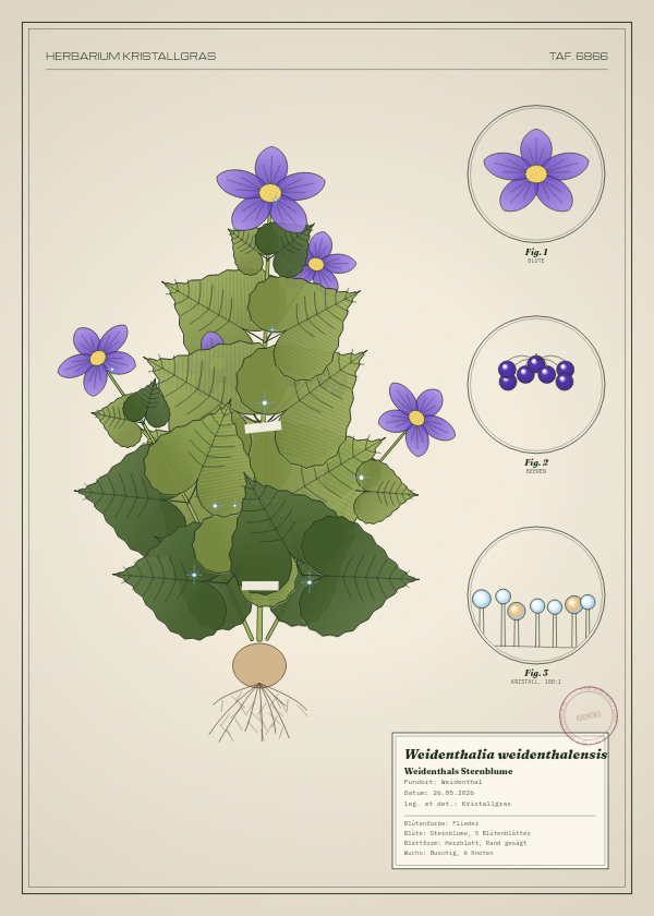 Botanische Tafel: Weidenthalia weidenthalensis, eine erfundene Pflanze aus Weidenthal, gezeichnet wie in einem alten Pflanzenatlas
