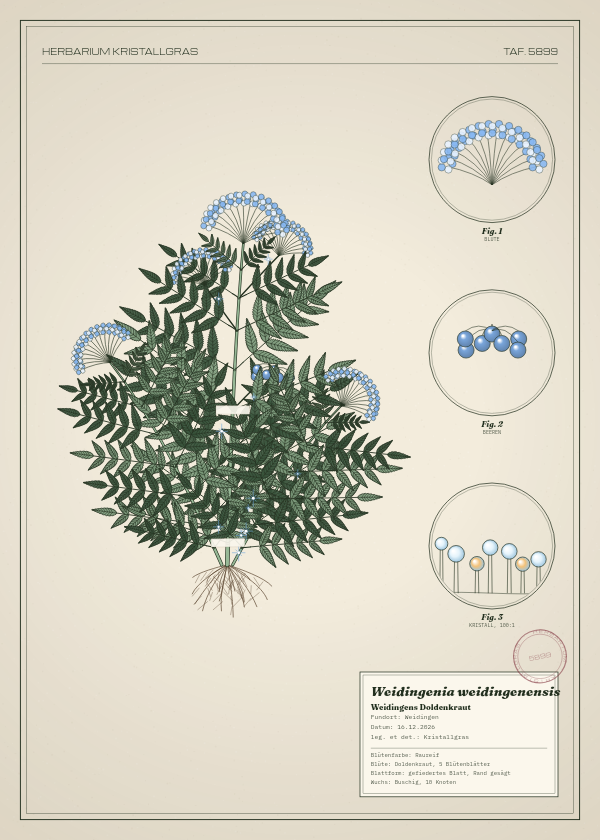 Botanische Tafel: Weidingenia weidingenensis, eine erfundene Pflanze aus Weidingen, gezeichnet wie in einem alten Pflanzenatlas