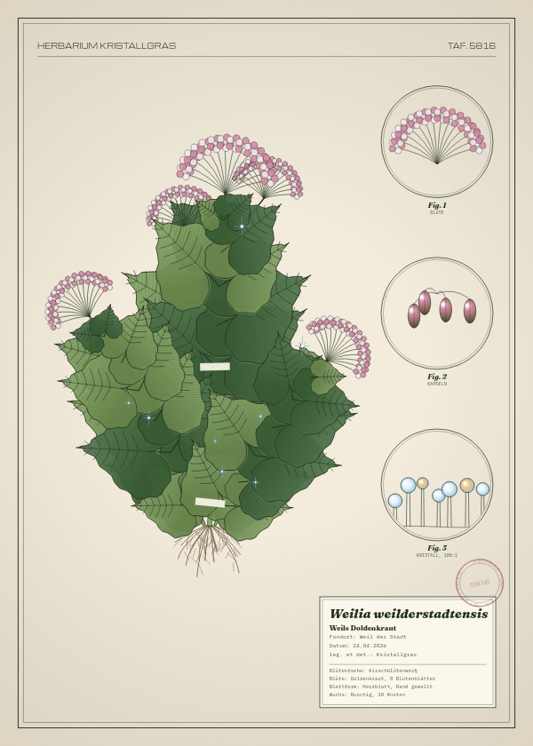 Botanische Tafel: Weilia weilderstadtensis, eine erfundene Pflanze aus Weil der Stadt, gezeichnet wie in einem alten Pflanzenatlas